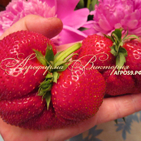 Клубника ЭЛЬВИРА (КРУПНОМЕР! ОГРОМНЫЙ КУСТ, УРОЖАЙ В ГОД ПОСАДКИ) Клубника ЭЛЬВИРА (КРУПНОМЕР! ОГРОМНЫЙ КУСТ, УРОЖАЙ В ГОД ПОСАДКИ)